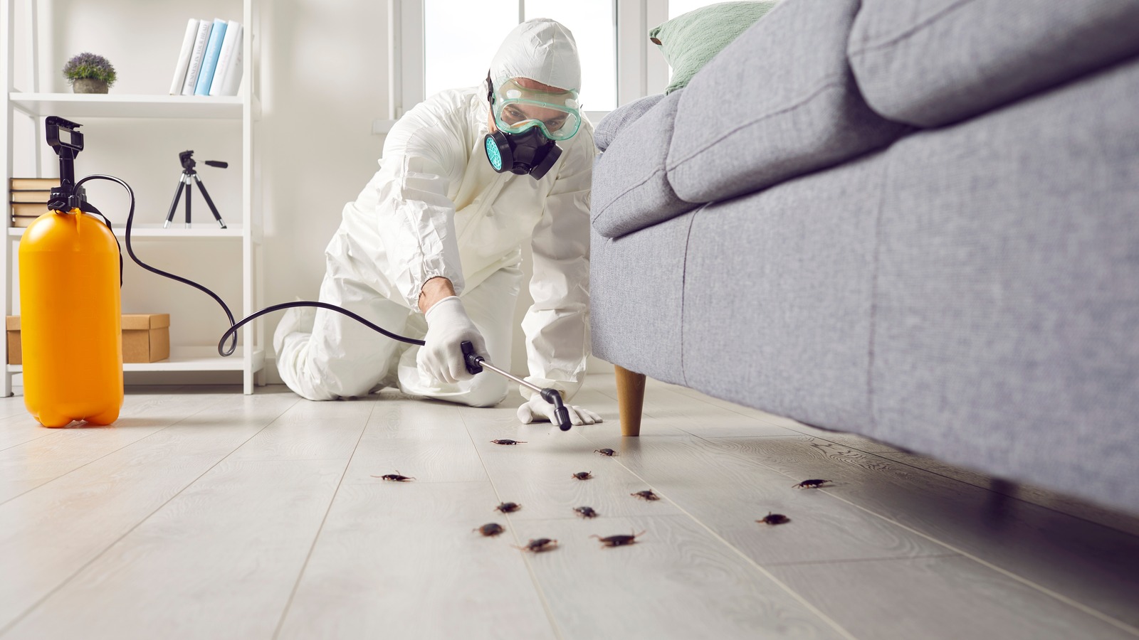 Cockroach Control