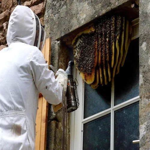 Honeybee Control