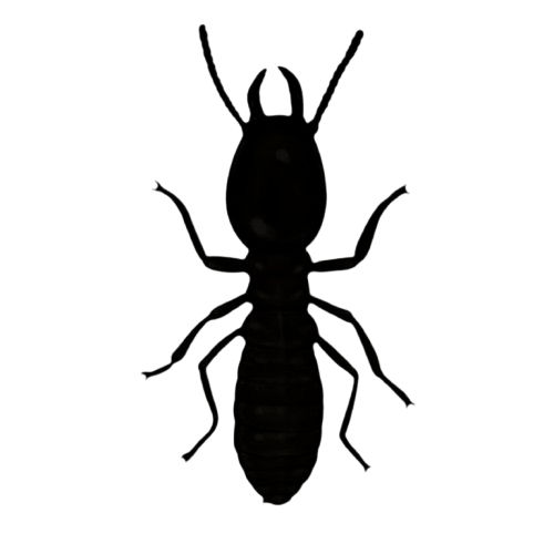 Termites
