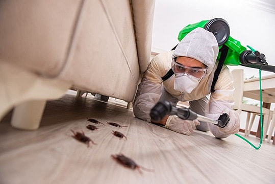 Ant Control