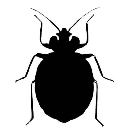 Bed Bug Control