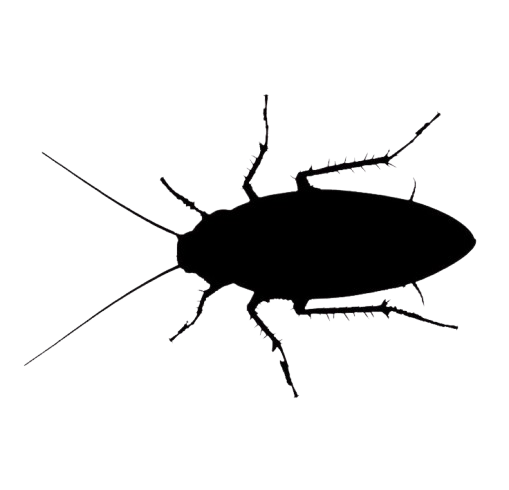 Cockroaches