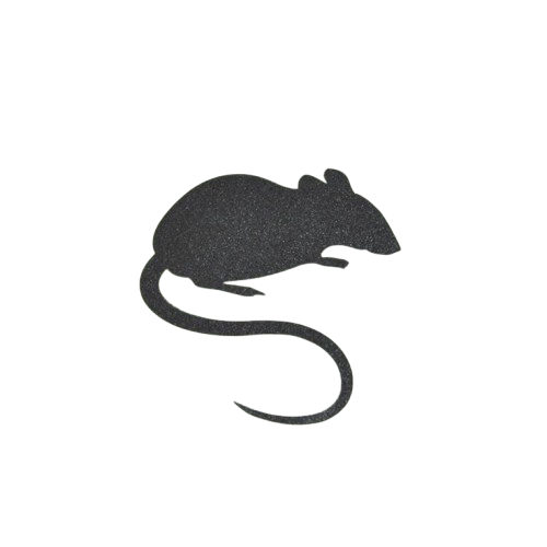 Rodent