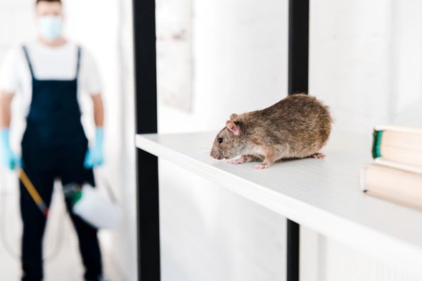 Rodent Control